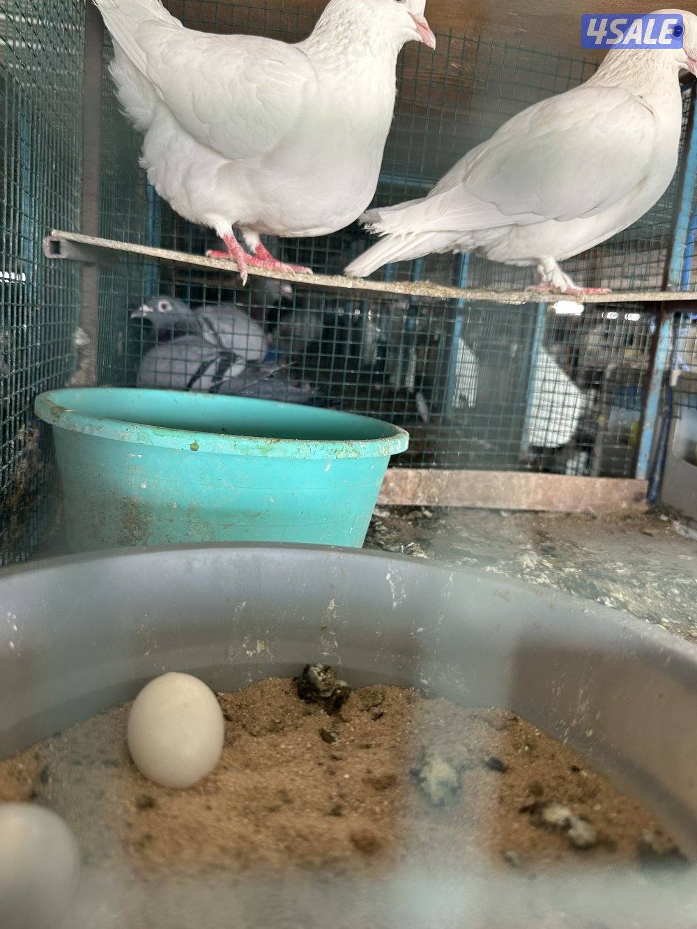 مشروع حمام زاجل2