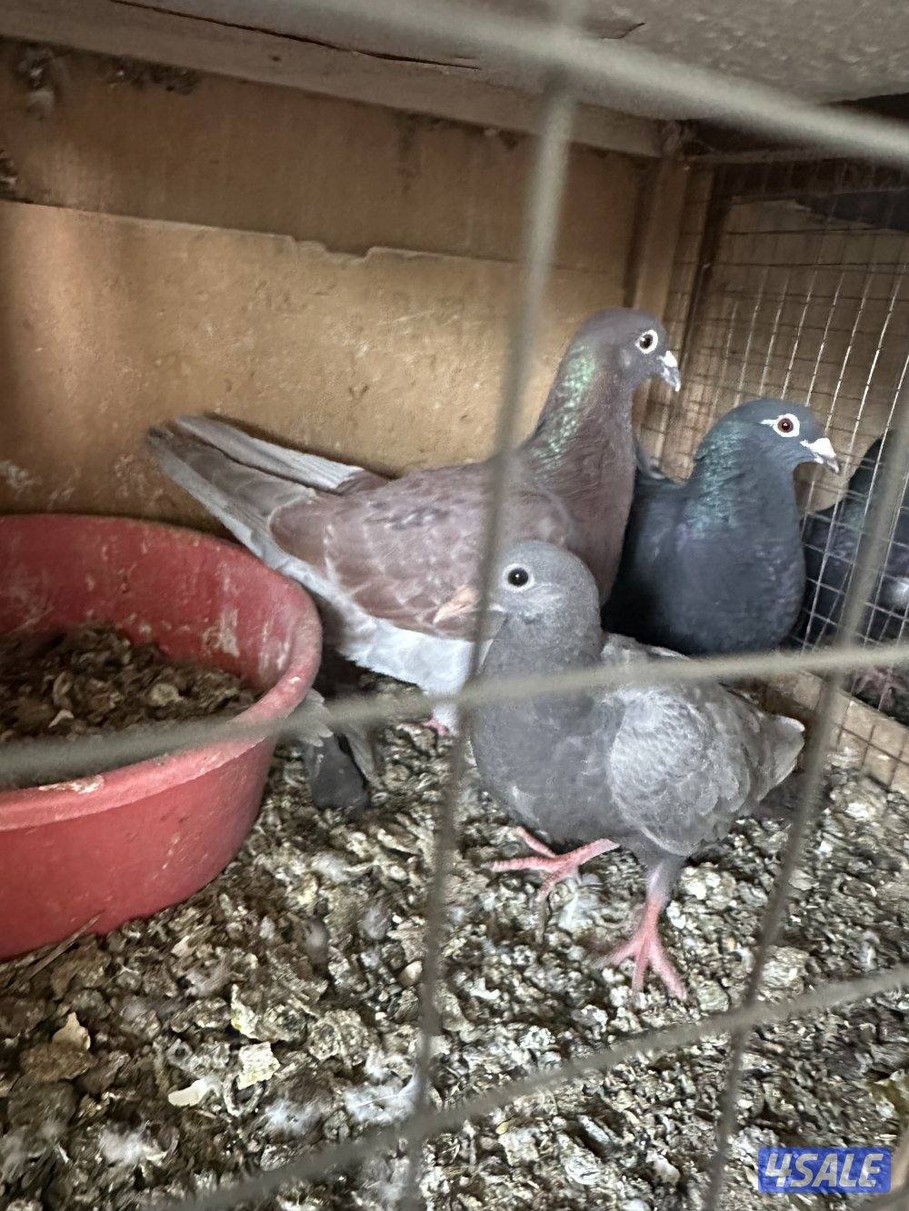 مشروع حمام زاجل3