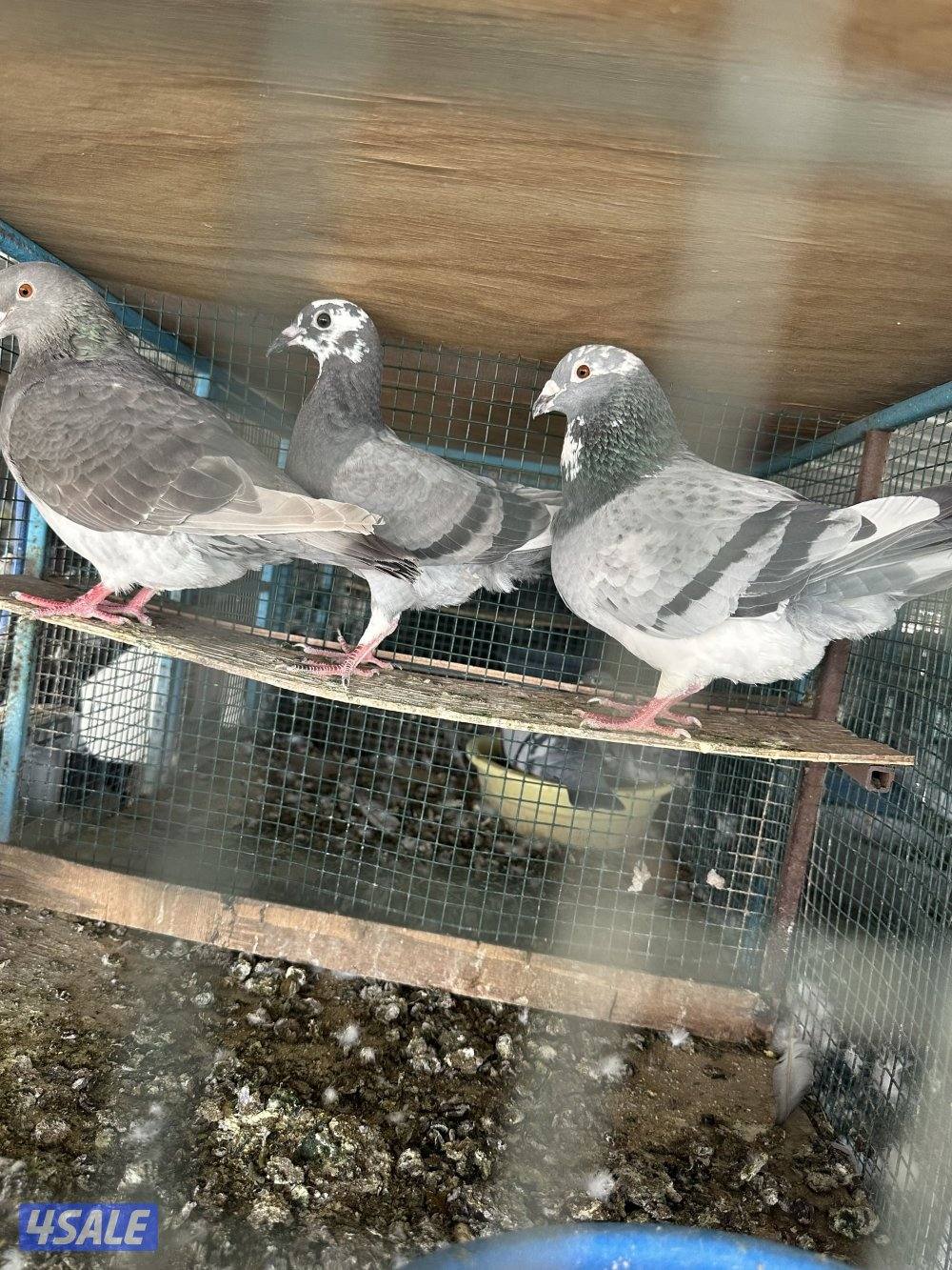 مشروع حمام زاجل4