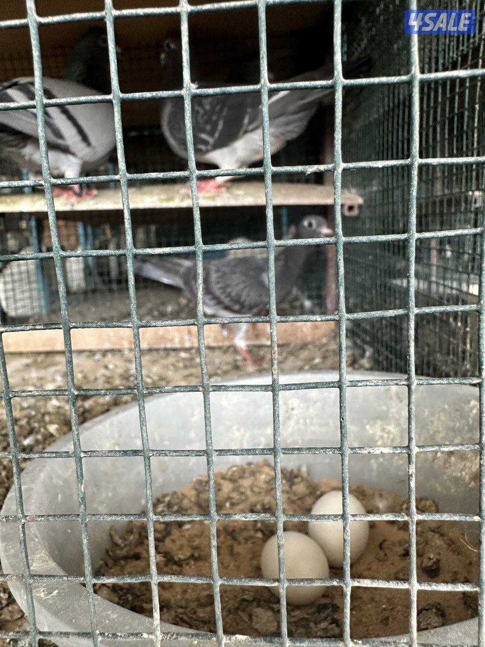 مشروع حمام زاجل5