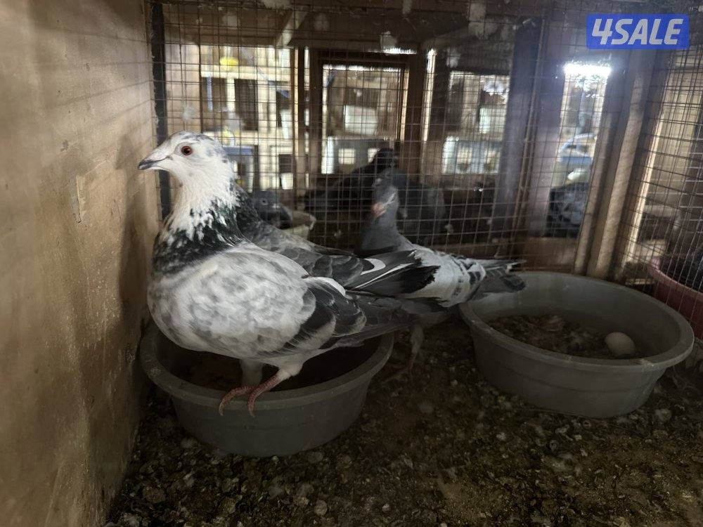 مشروع حمام زاجل6