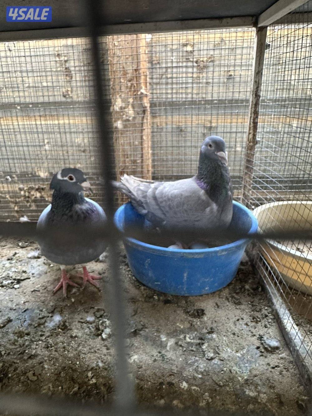 مشروع حمام زاجل7