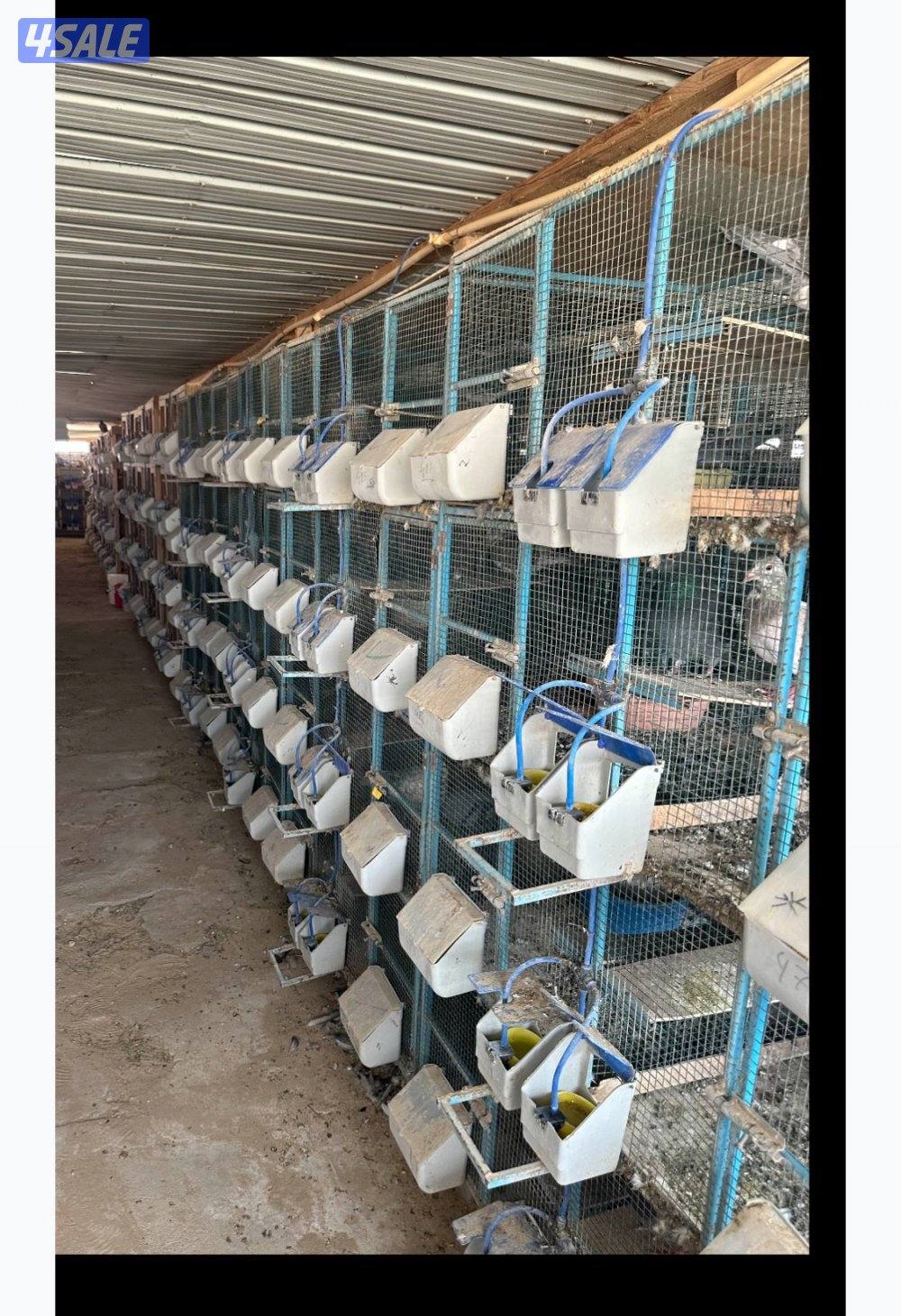 مشروع حمام زاجل8