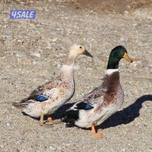 للبيع بط ولش انجليزي مميز0