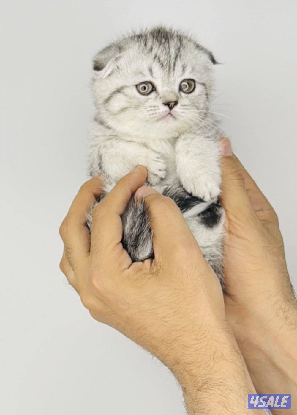 سكوتش شورت هير ،،،اقزام،،،التوصيل خلال ساعه ،،، بيووووور3