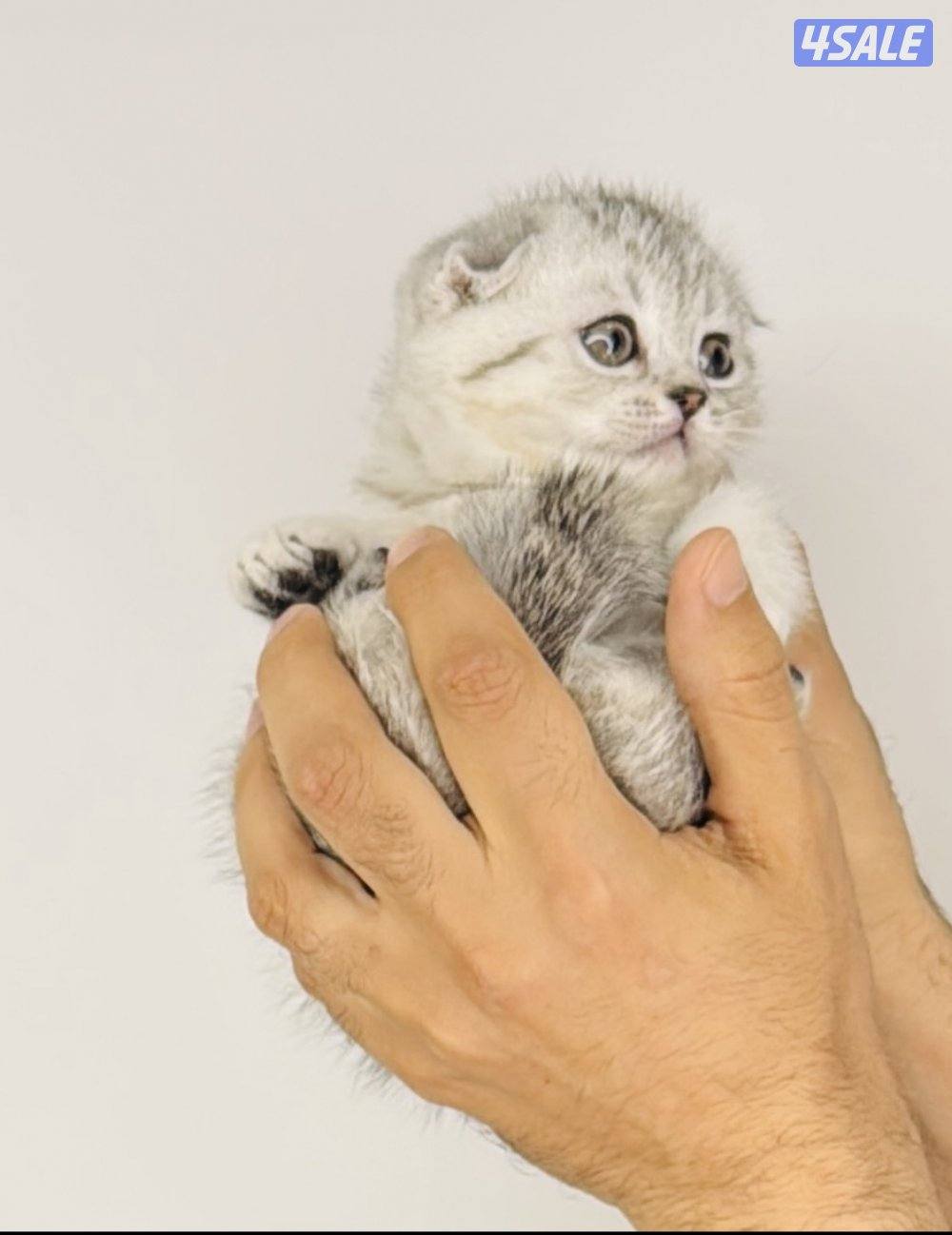 سكوتش شورت هير ،،،اقزام،،،التوصيل خلال ساعه ،،، بيووووور0