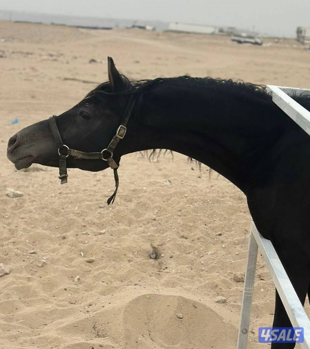 اسلام عليكم0