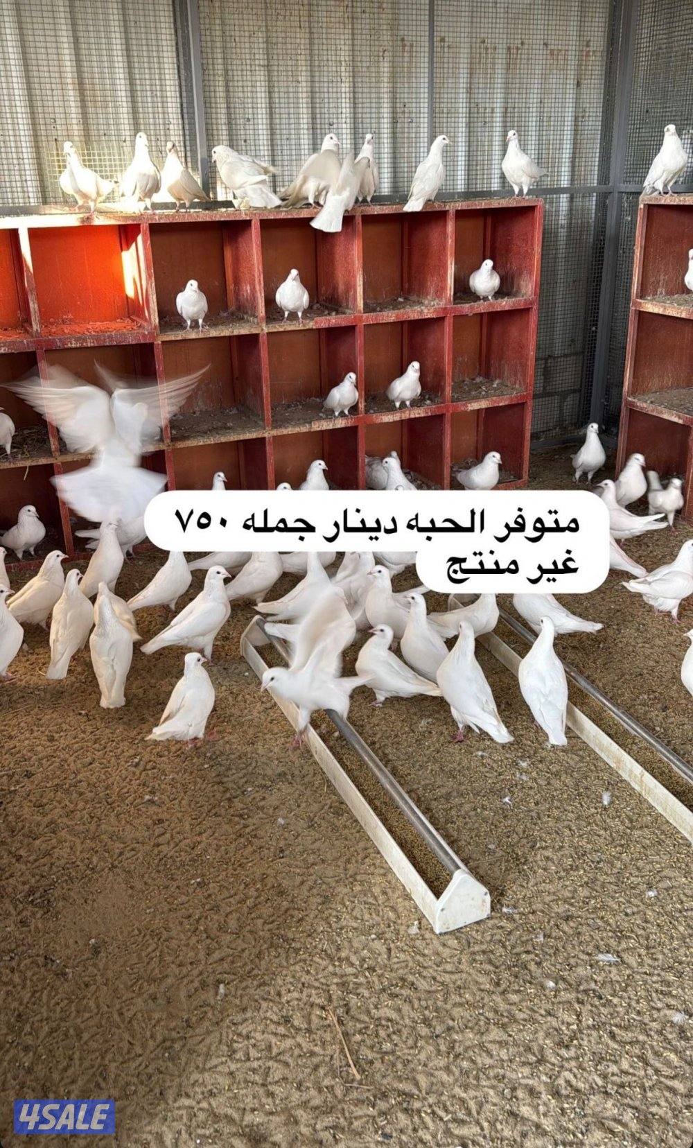 للبيع حمام هدد0