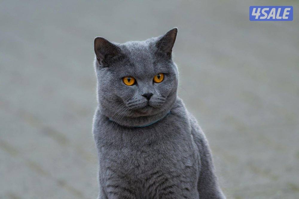 للبيع  قطه انثي  العمر  سنتين British Shorthair)0