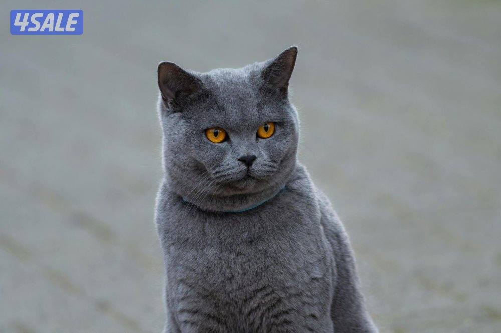 للبيع  قطه انثي  العمر  سنتين British Shorthair)3
