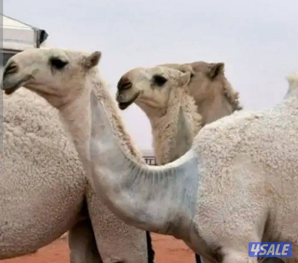 حلاقه وغسيل أبل مزين0