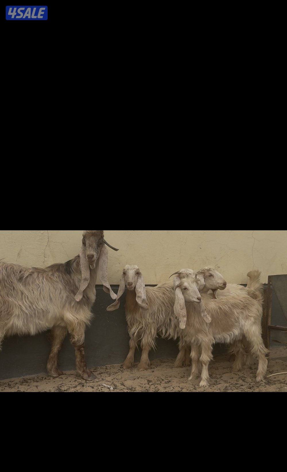 جذعات العداد 5 مع التيس العمر 7 اشهر6