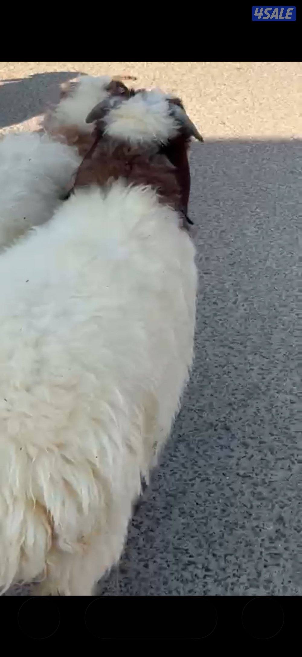 ذبايح أبو يوسف2