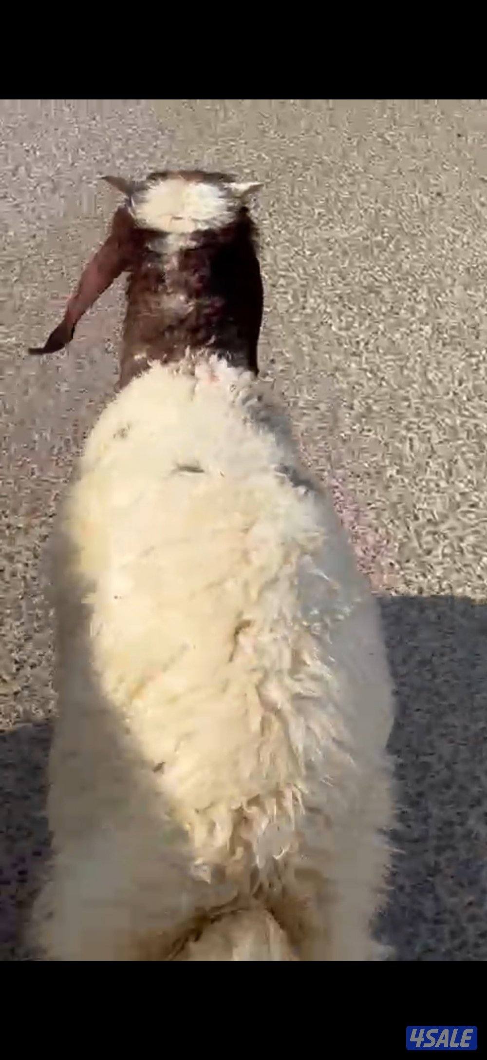 ذبايح أبو يوسف3