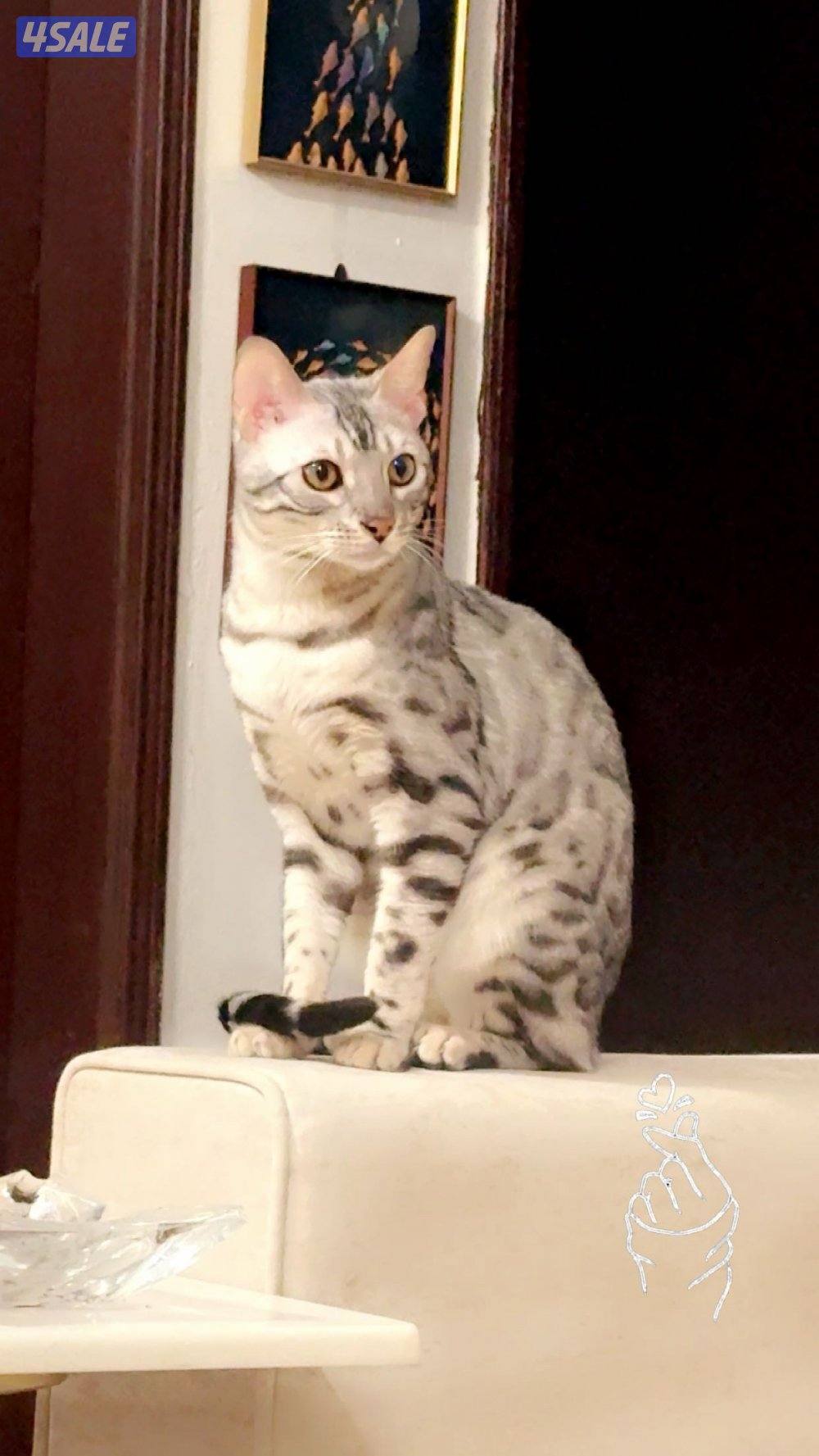 للبيع قطط بنقال0