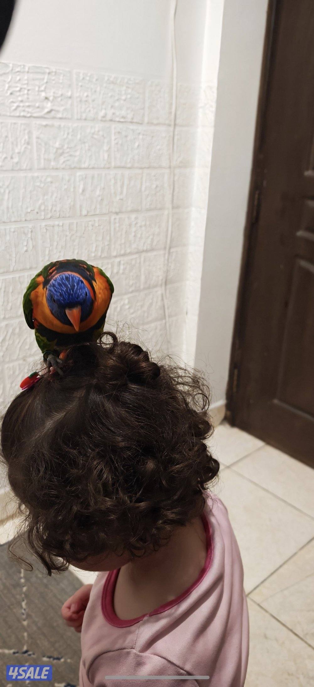 للبيع لوري كيت متكلم وربوة - شرط الصحة والنظافة1