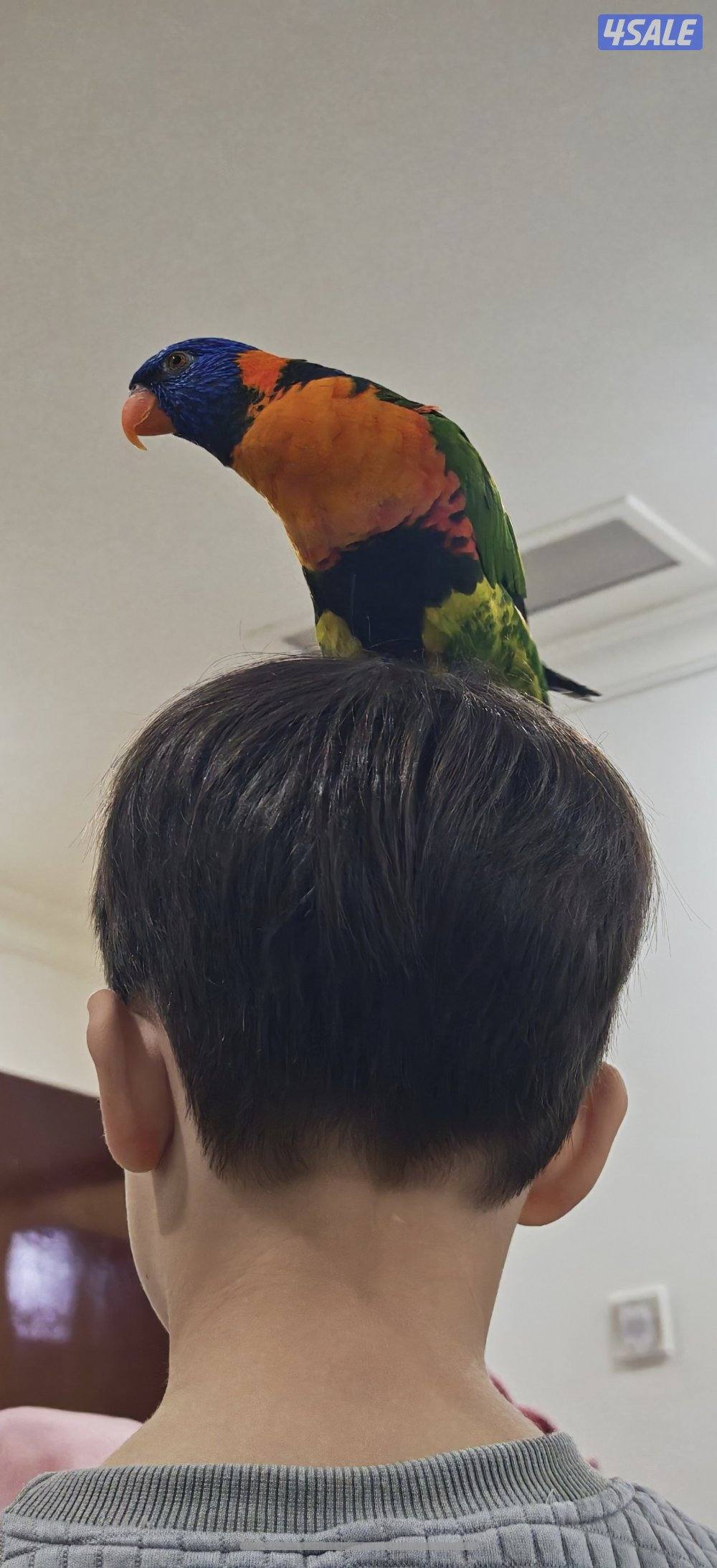 للبيع لوري كيت متكلم وربوة - شرط الصحة والنظافة2