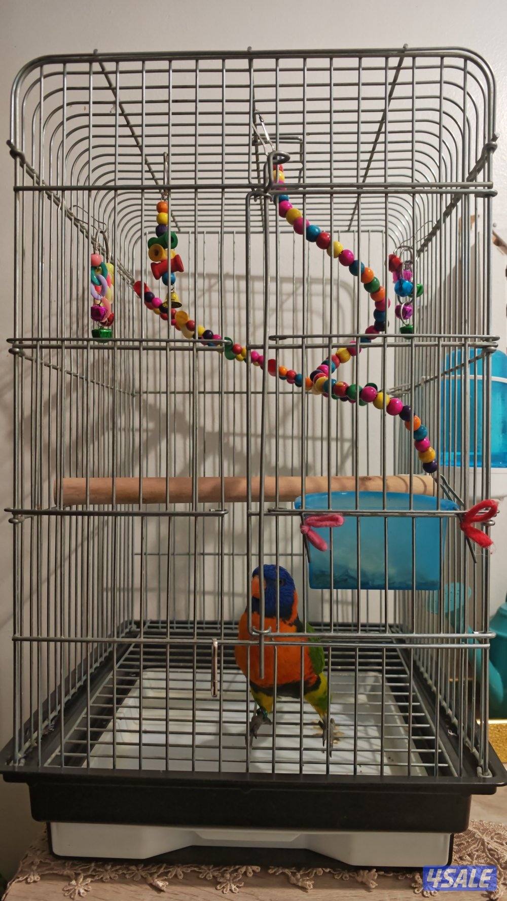 للبيع لوري كيت متكلم وربوة - شرط الصحة والنظافة3