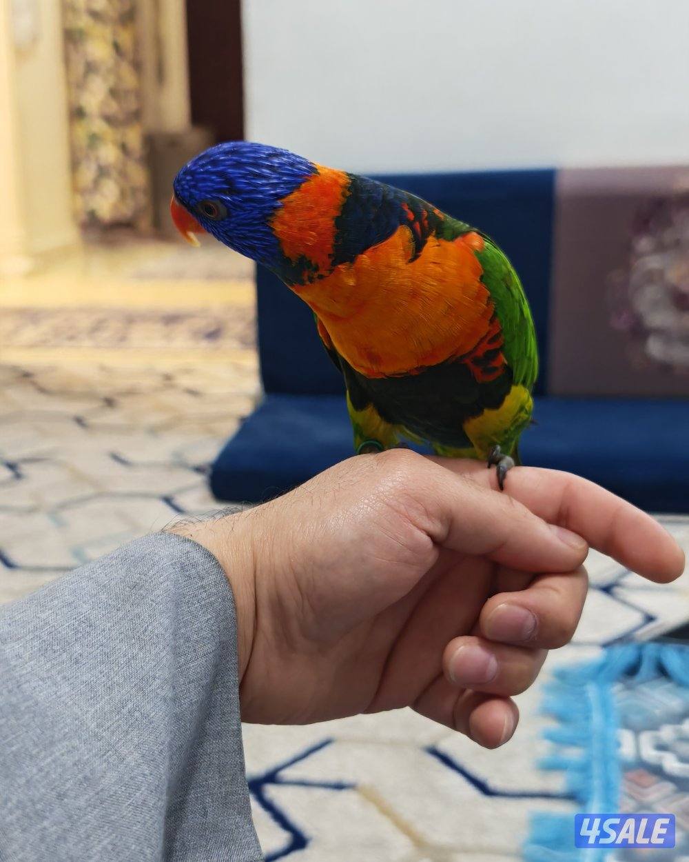 للبيع لوري كيت متكلم وربوة - شرط الصحة والنظافة4