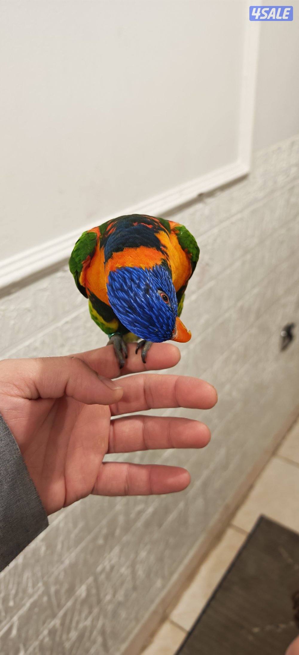 للبيع لوري كيت متكلم وربوة - شرط الصحة والنظافة5