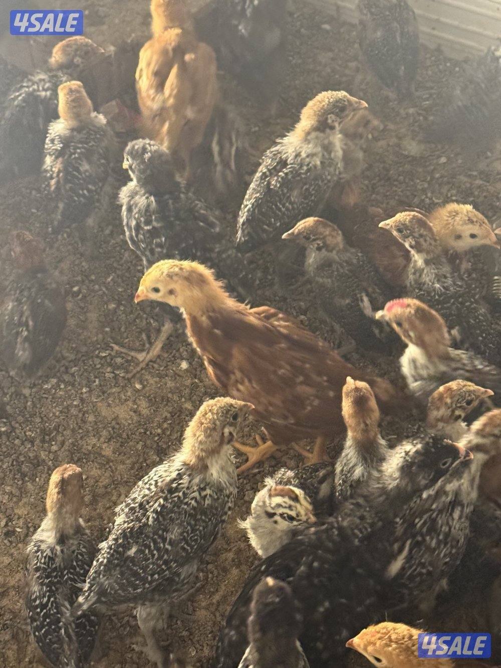 لوهمان بياض + فيوم + دومينت1