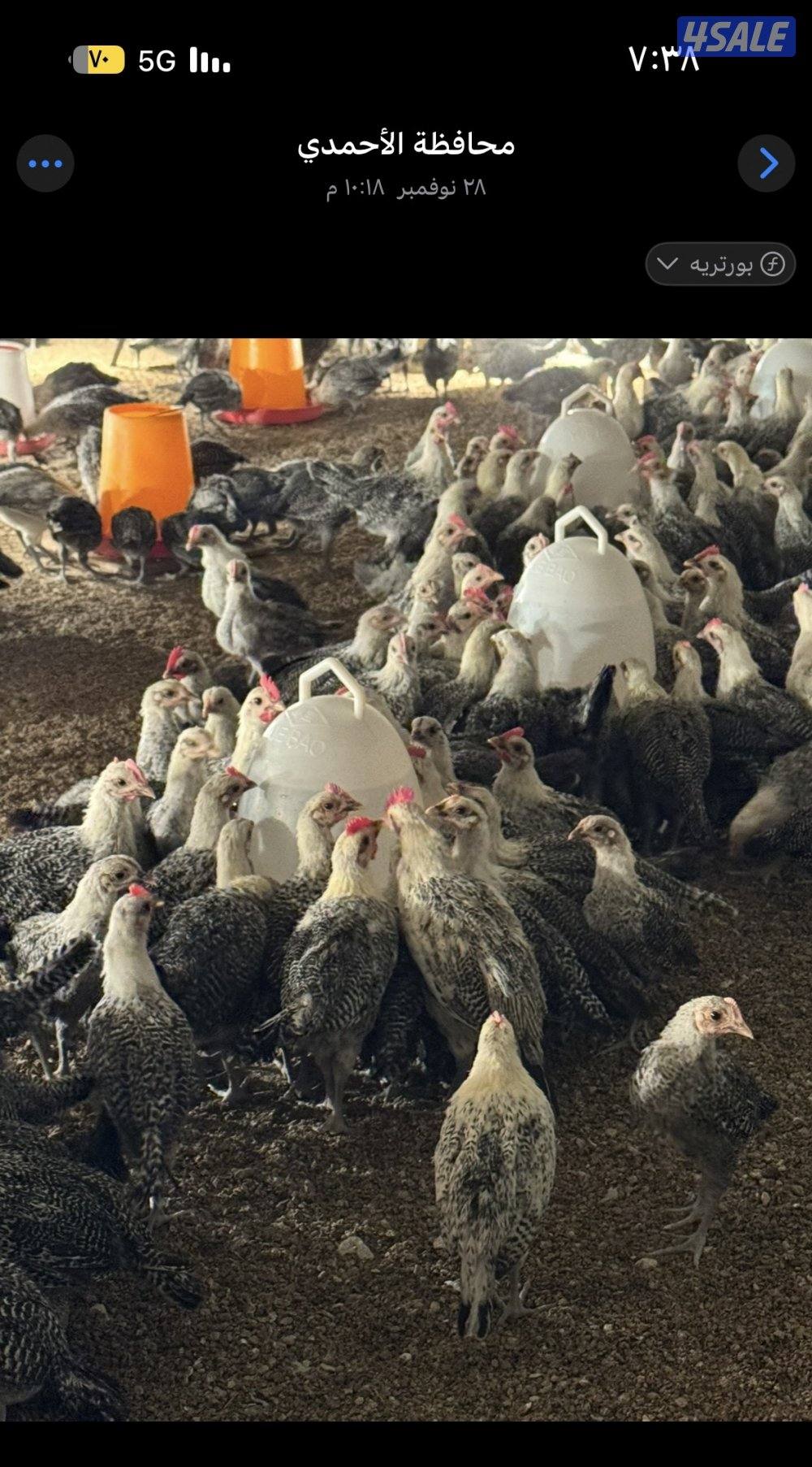 لوهمان بياض + فيوم + دومينت2