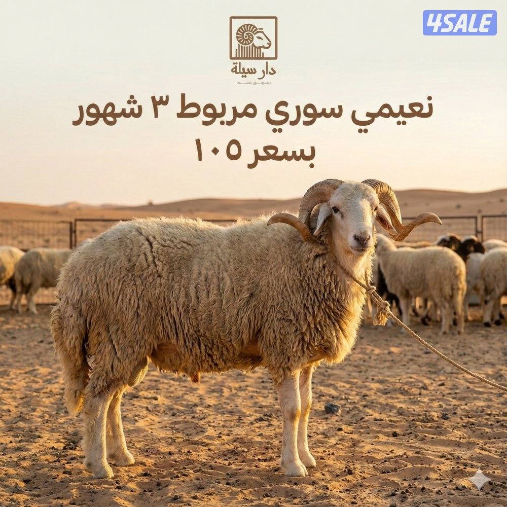 نعيمي سوري0