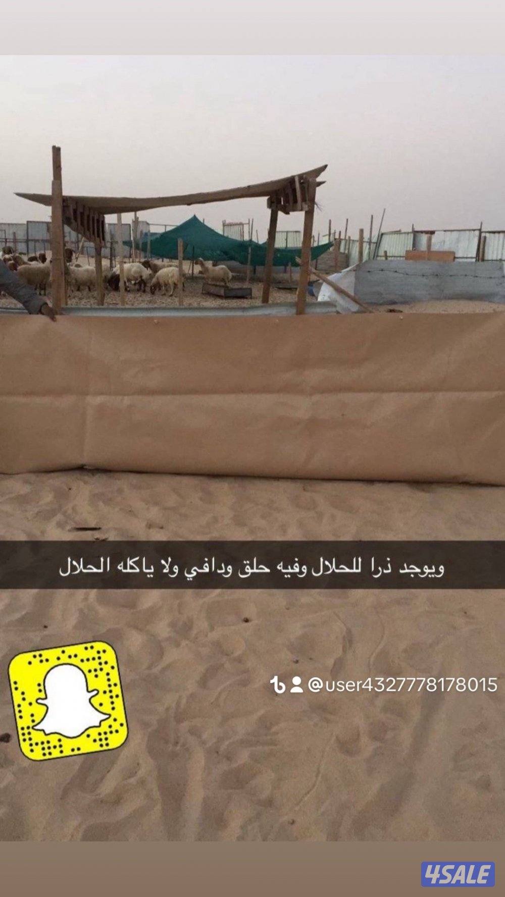 خيام امريكيه وطرابيل وذريات12