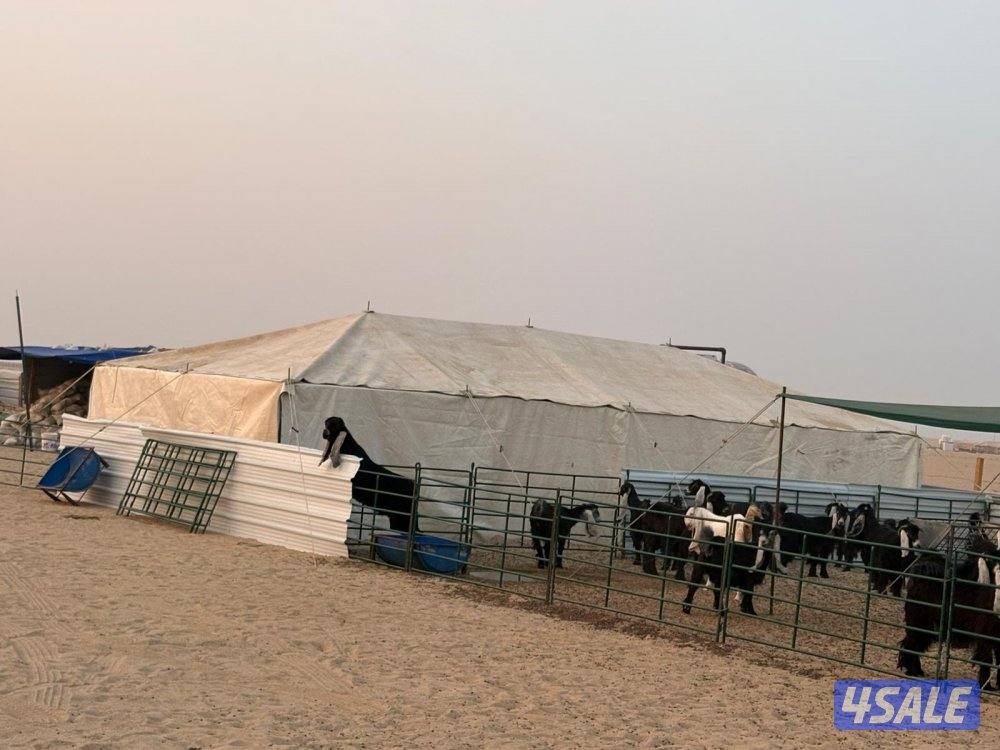 خيام امريكيه وطرابيل وذريات13