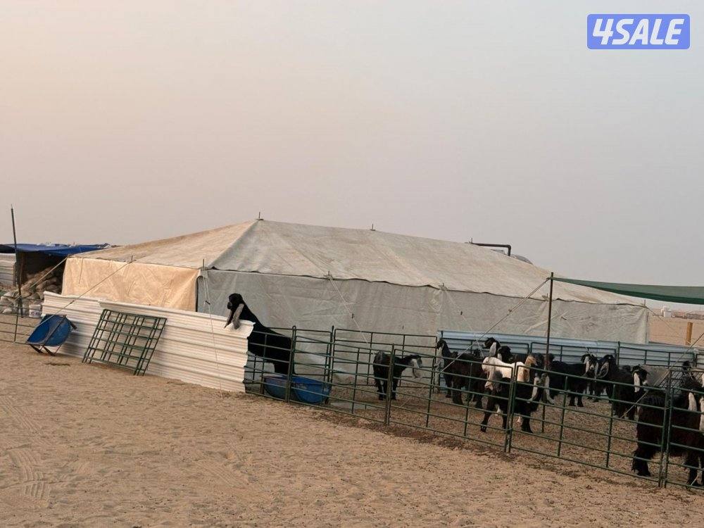 خيام وطربال وذر15