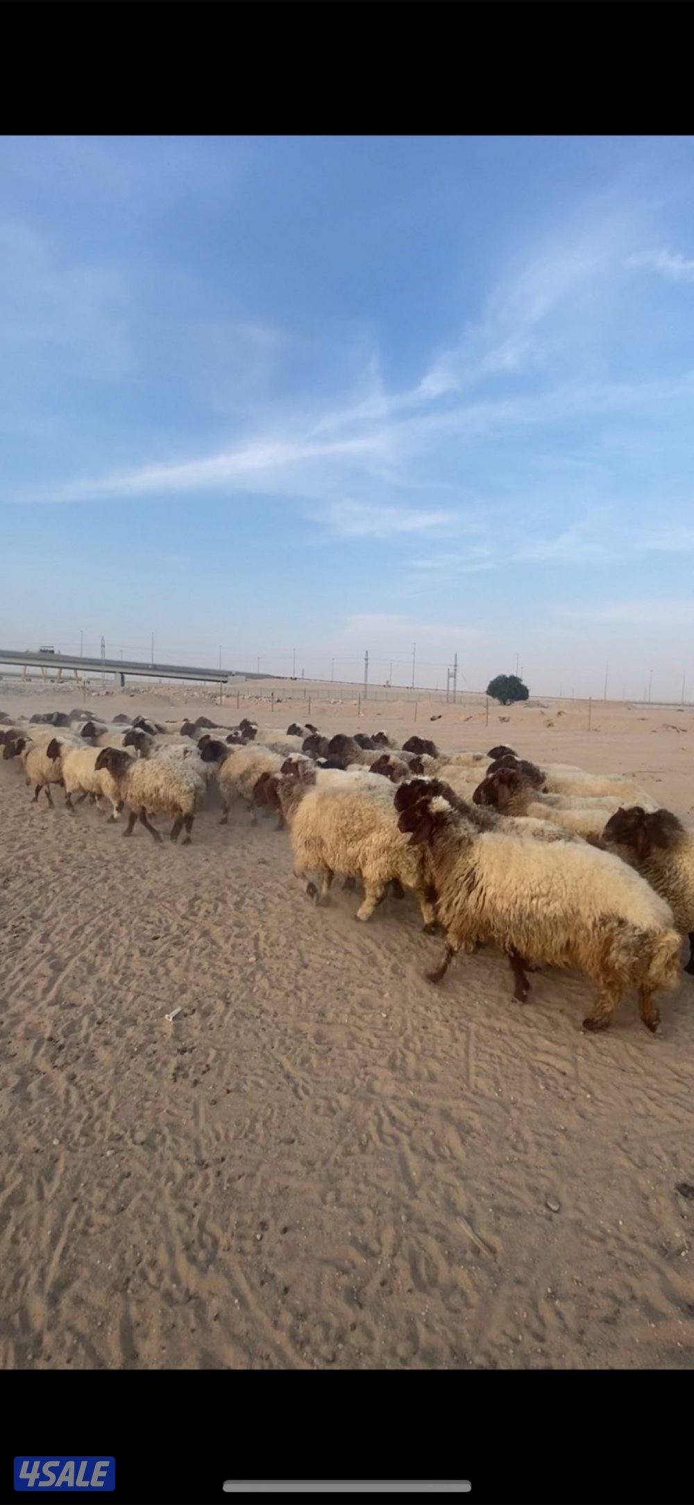 للبيع غنم التواصل واتس اب فقط0