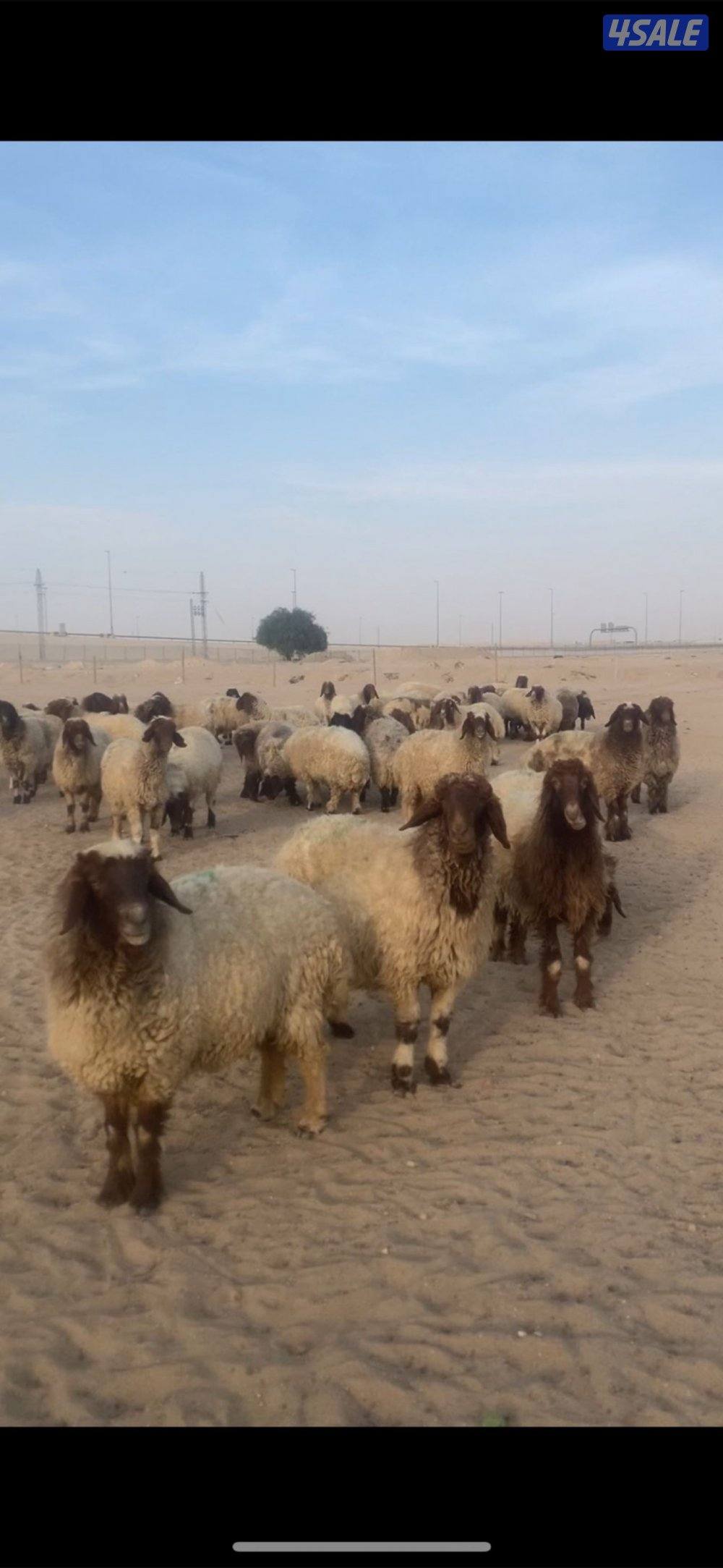 للبيع غنم التواصل واتس اب فقط1