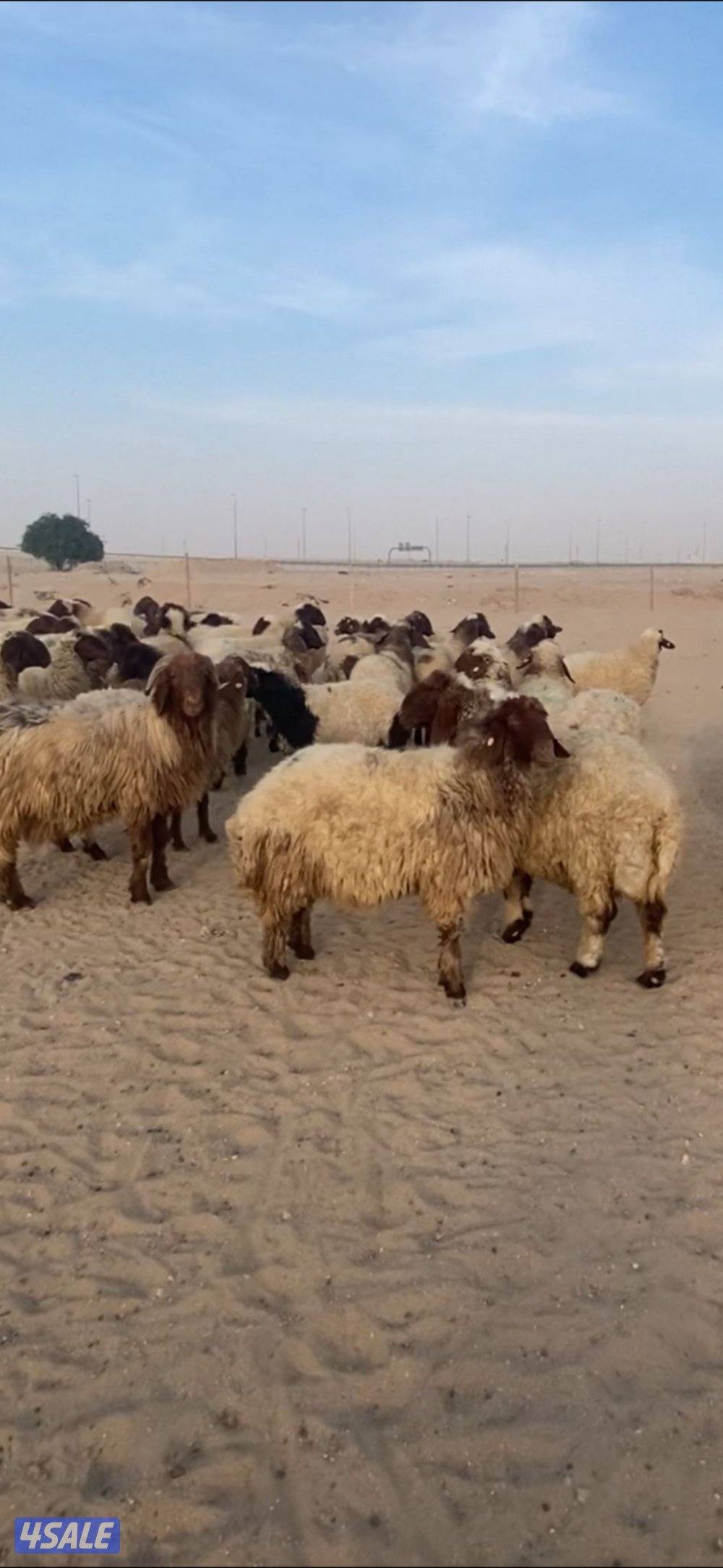 للبيع غنم التواصل واتس اب فقط2