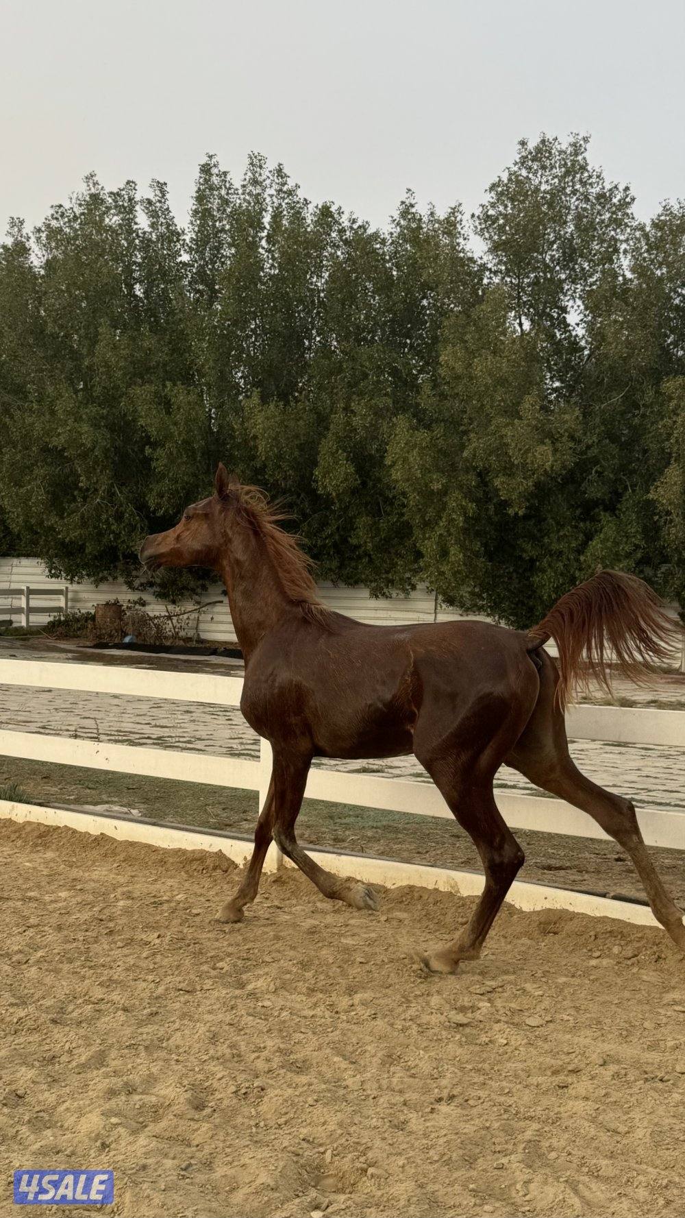 مهر حفيد الرشيم1