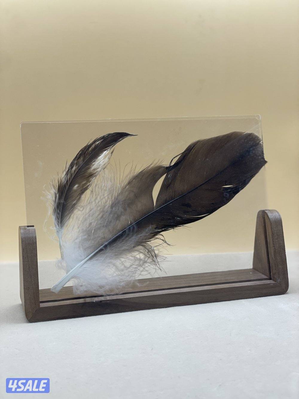 ريشة النسر الامريكي 🦅0