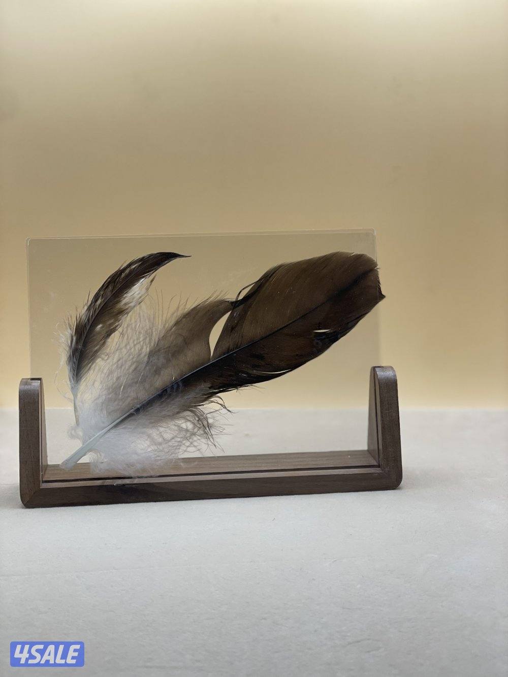 ريشة النسر الامريكي 🦅1