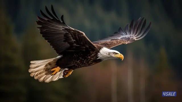 ريشة النسر الامريكي 🦅3