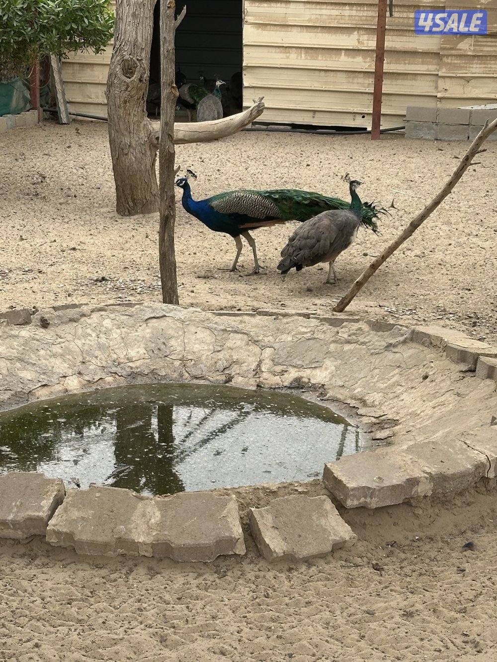 للبيع طاووس عدد ١٠ . ٥ ذكور ٥ إيناث0