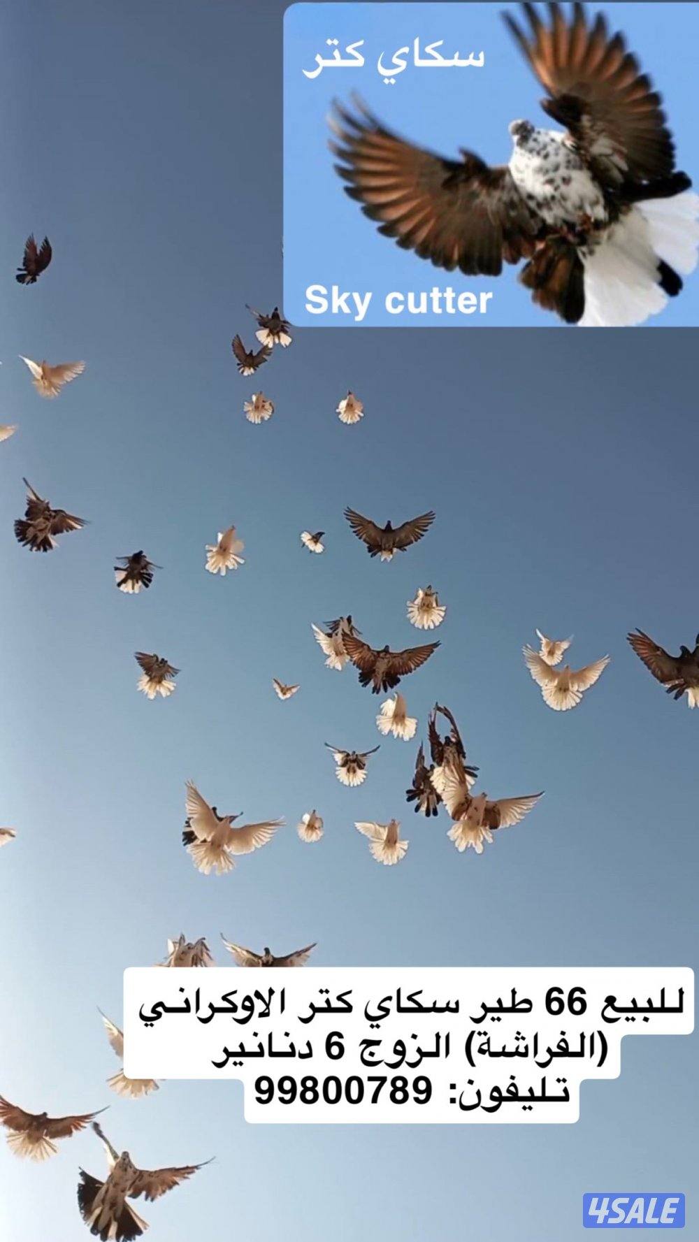 Sky cutter حمام سكاي كتر0