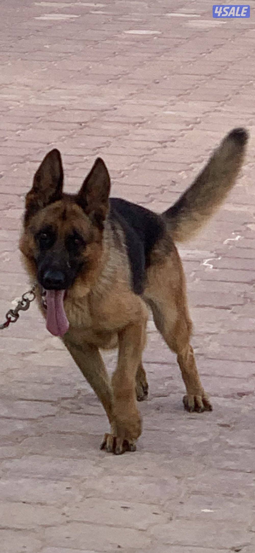 كلب جيرمن شوبرد ألماني مع البوديغري مدرّب0