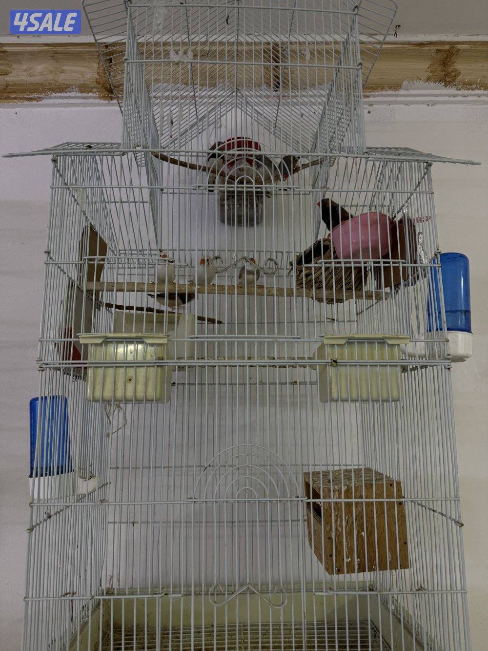 للبيع زيبرا ٩ حبات / بيبي متوه0