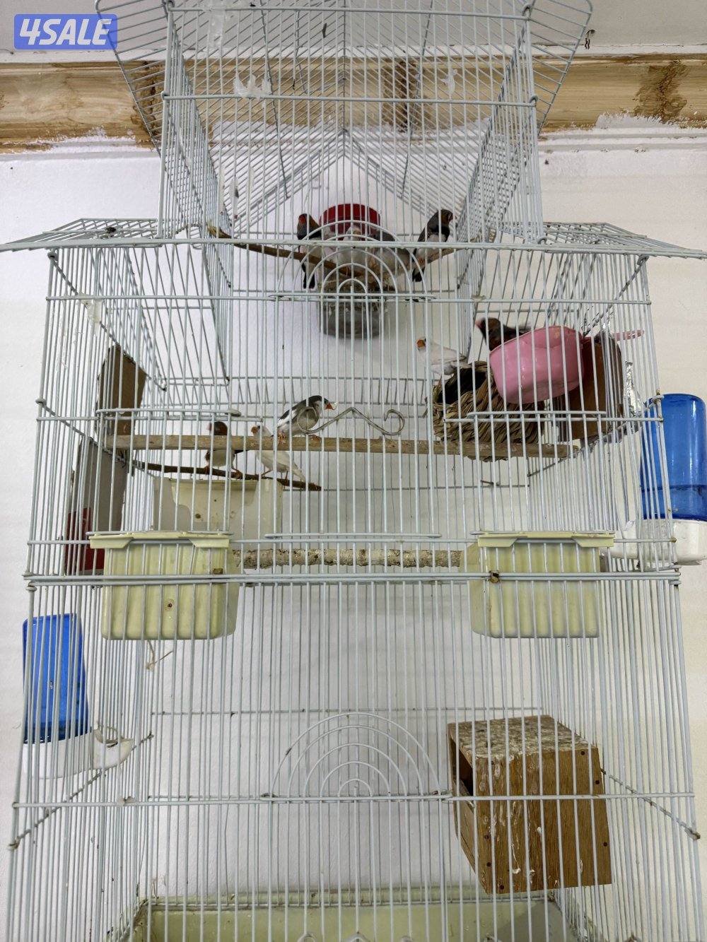 للبيع زيبرا ٩ حبات / بيبي متوه1