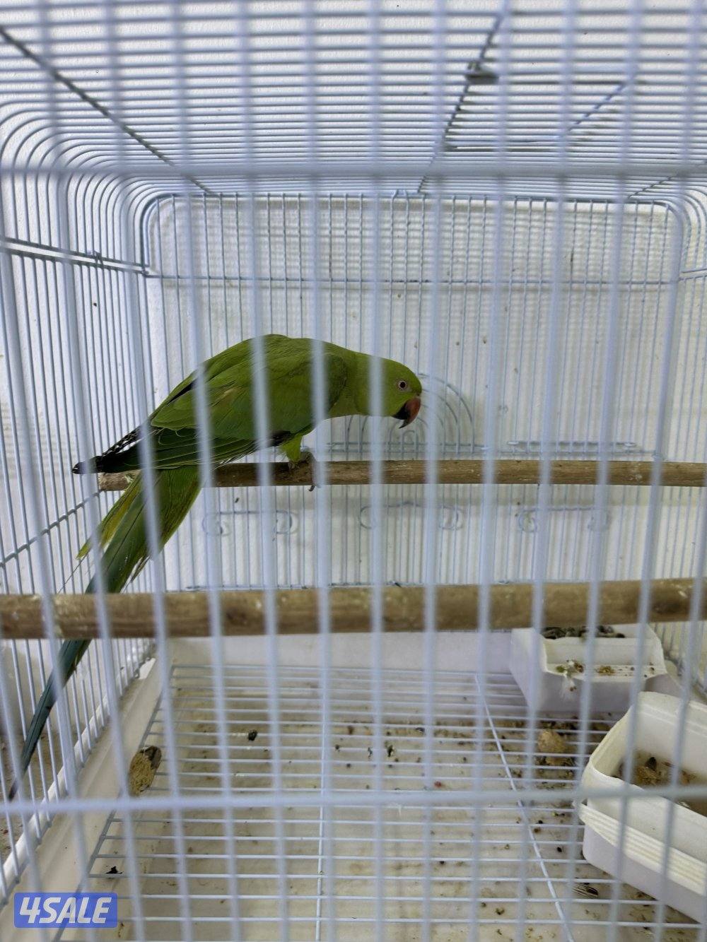 للبيع زيبرا ٩ حبات / بيبي متوه2