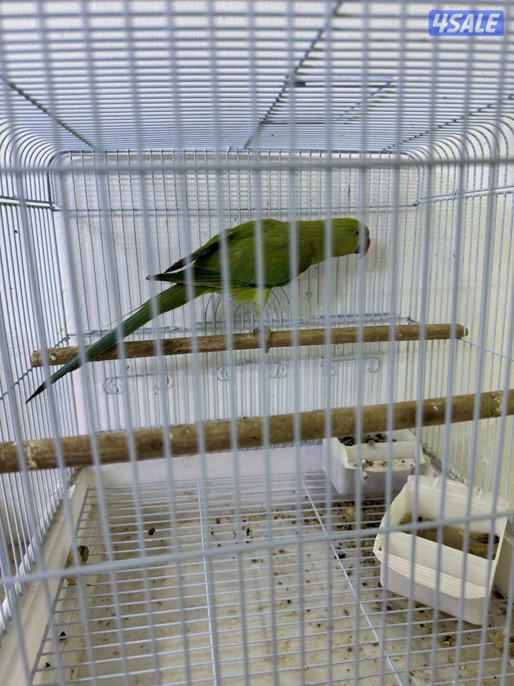 للبيع زيبرا ٩ حبات / بيبي متوه3