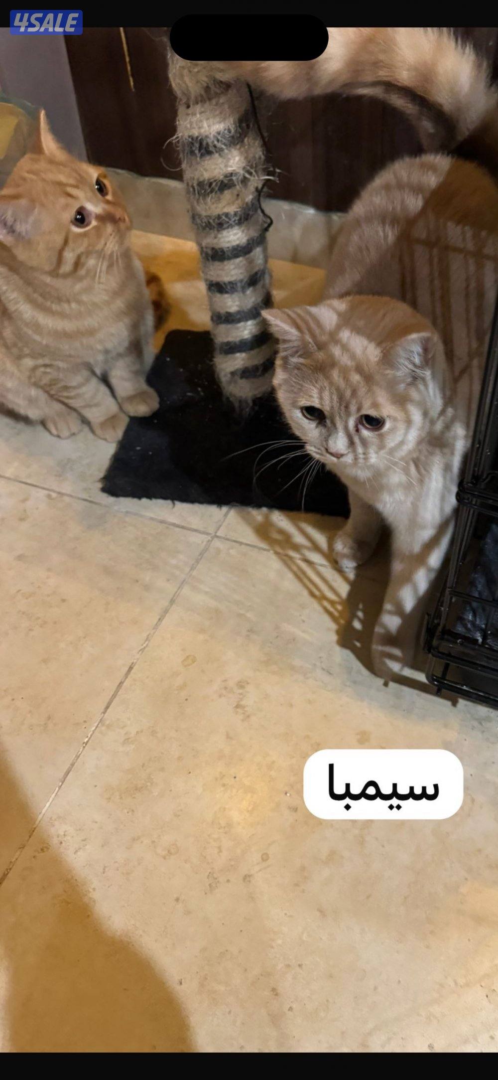 قطط للبيع نظاف ومتعلمين عالحمام ولعوبين بريتش شورت هير1