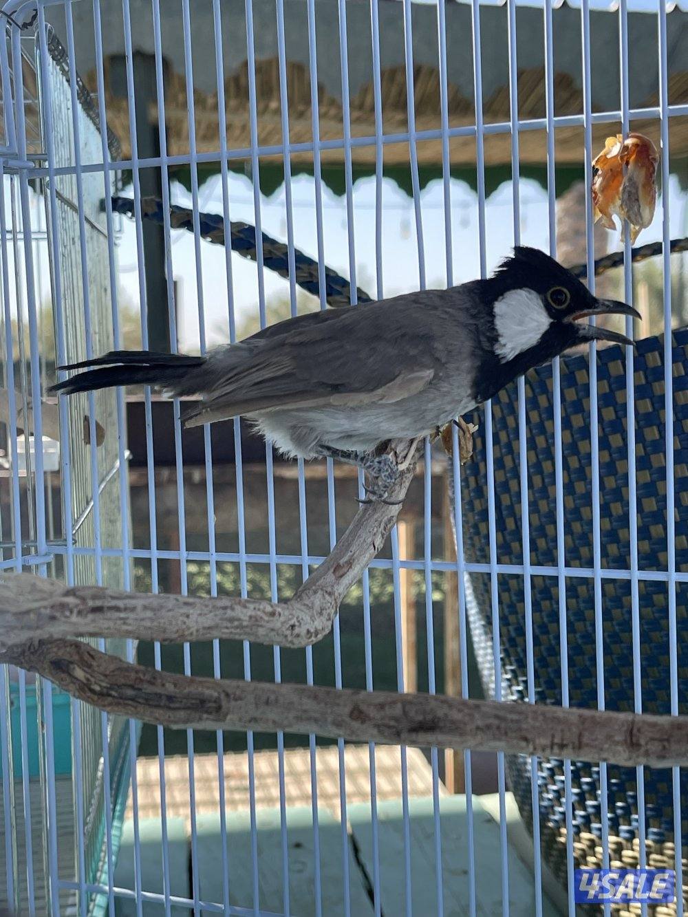 للبيع بلابل عراقية1