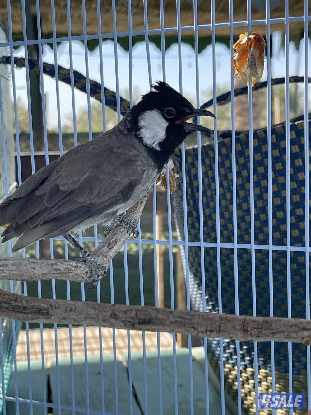 للبيع بلابل عراقية2