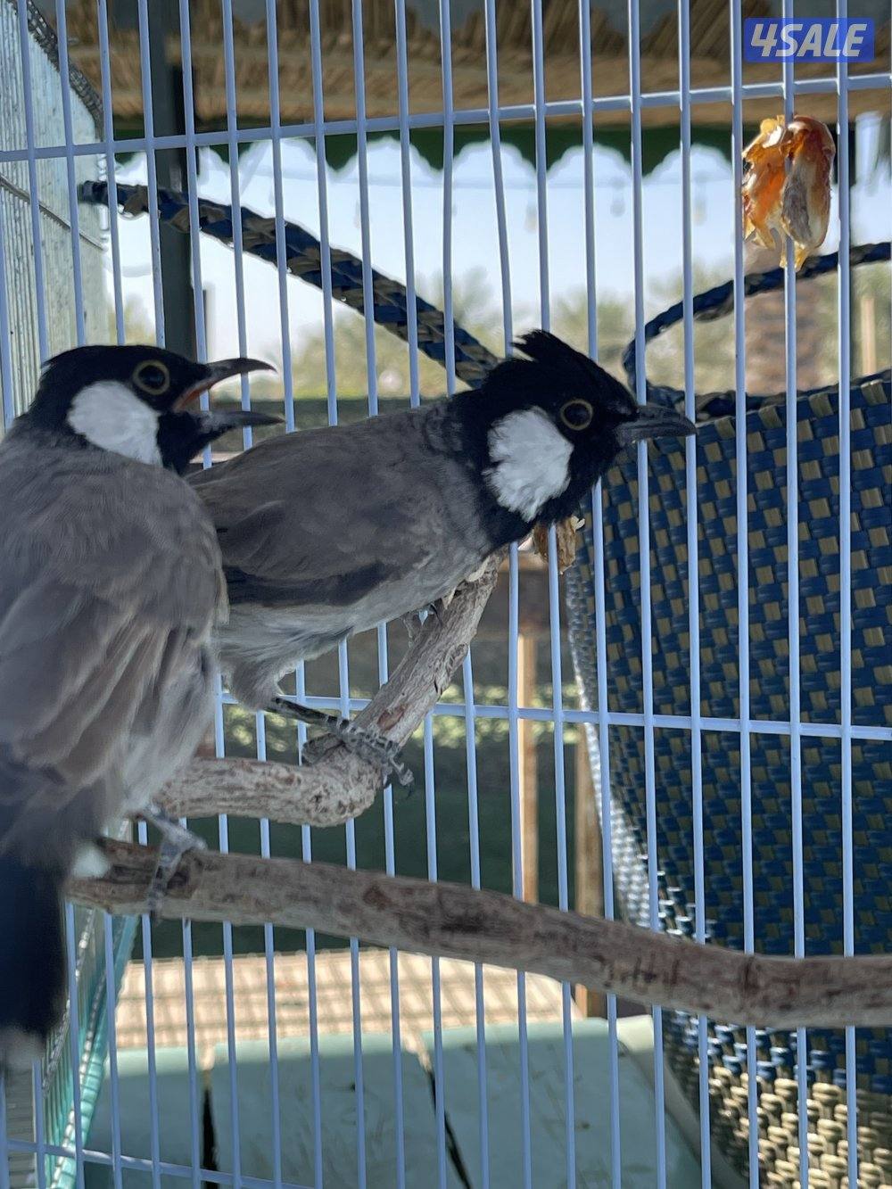 للبيع بلابل عراقية3