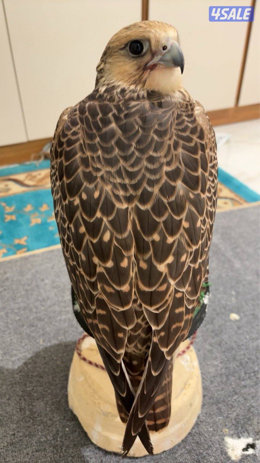 جير تبع شرط الدحل السلم1