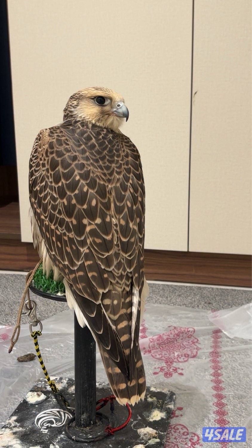 جير تبع شرط الدحل السلم2